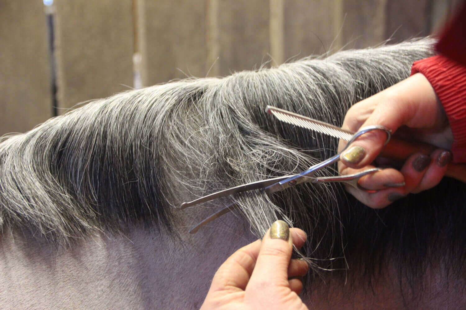 horse being groomed