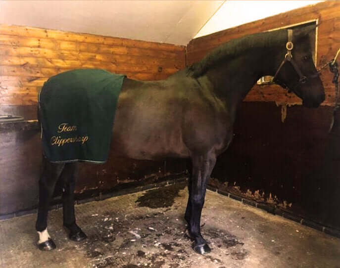 Clipping for a Show Horse