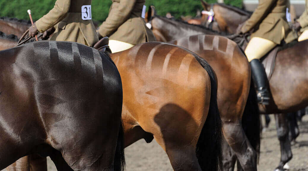 Quarter Marked Horse