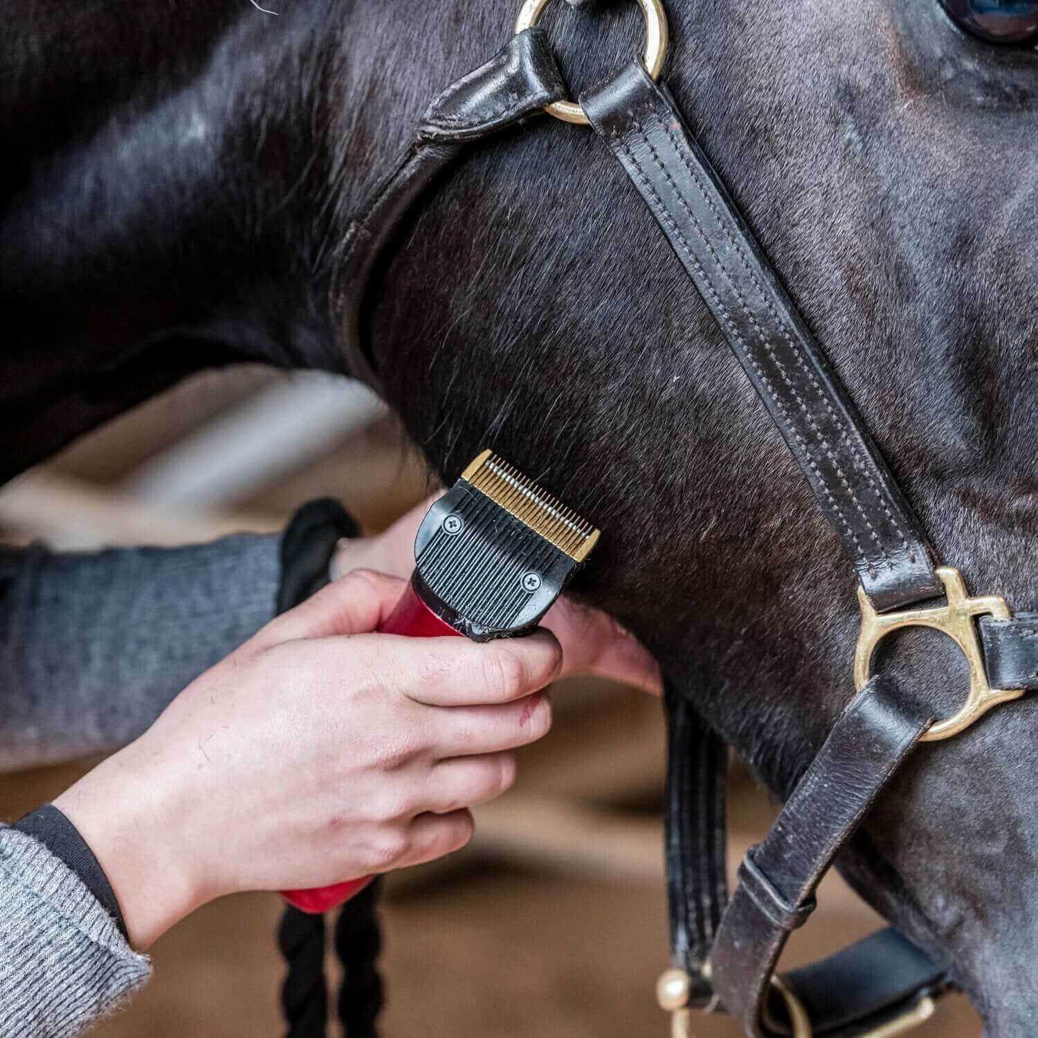 horse being groomed