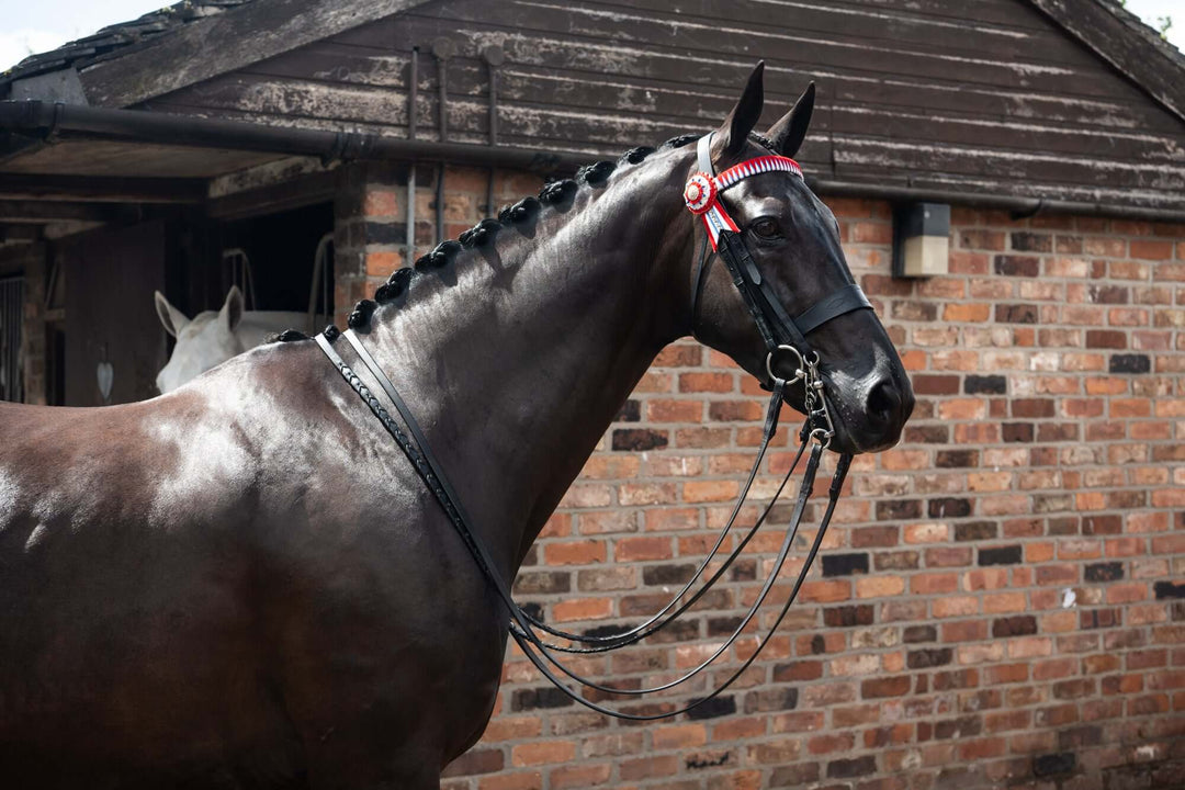 A beautifully turned out horse, ready for the show ring, photo shoot or to impress a buyer.