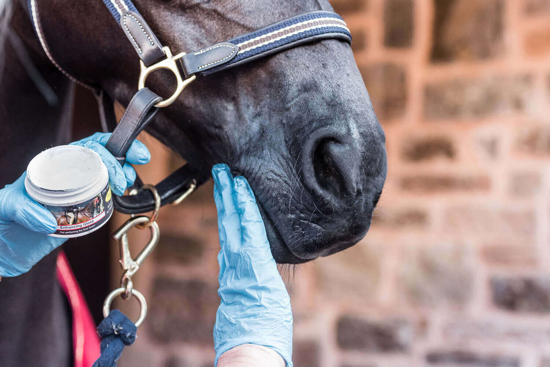 Horse Grooming