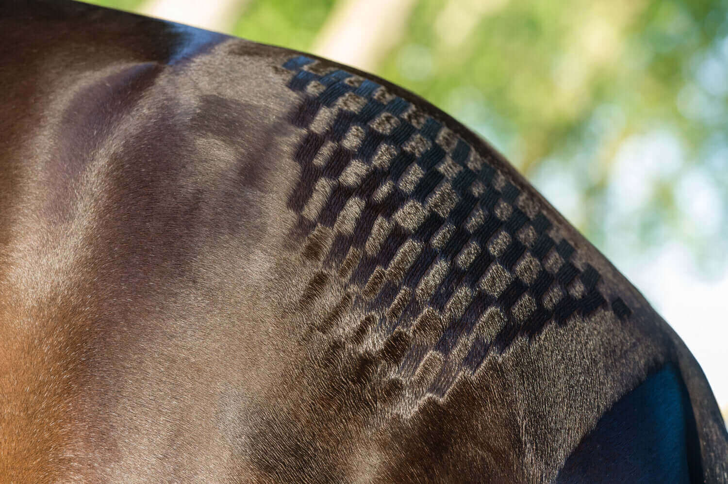 Quarter Marked Horse
