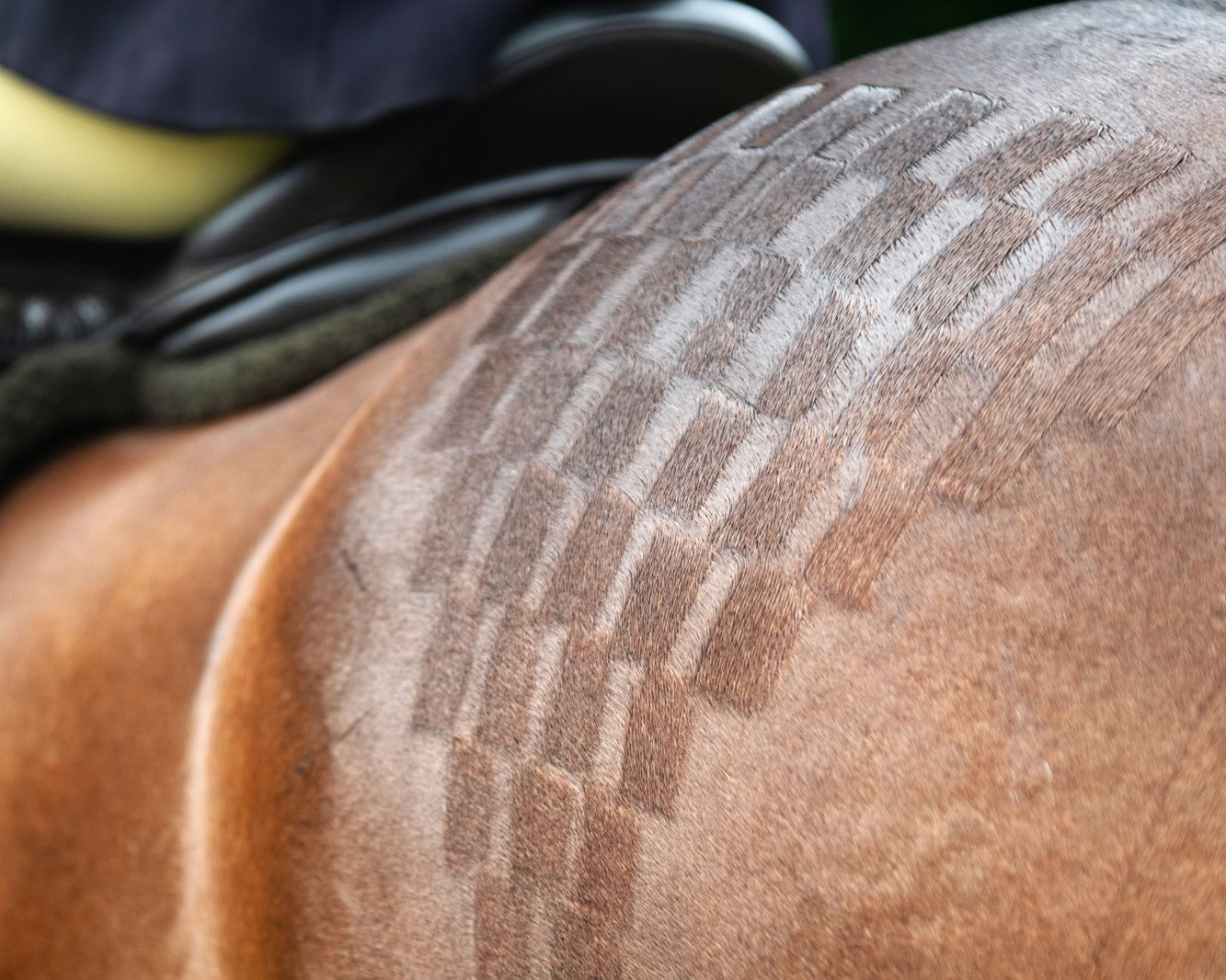 How to Quarter Mark a Show Pony or Hack
