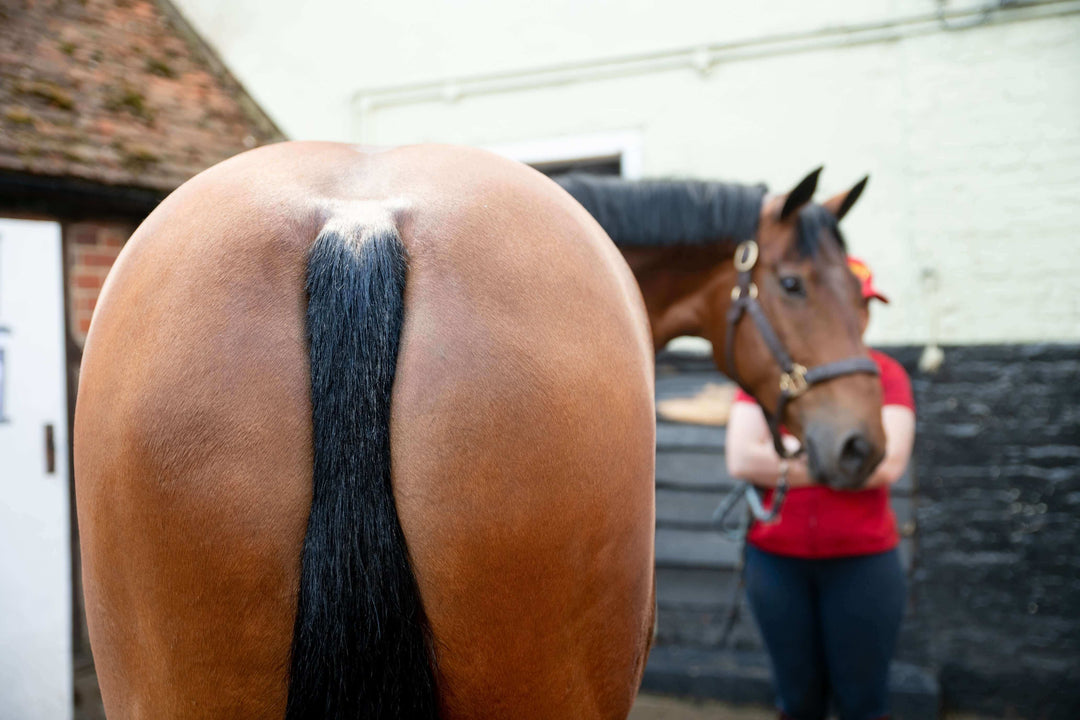 Show Ring Tails