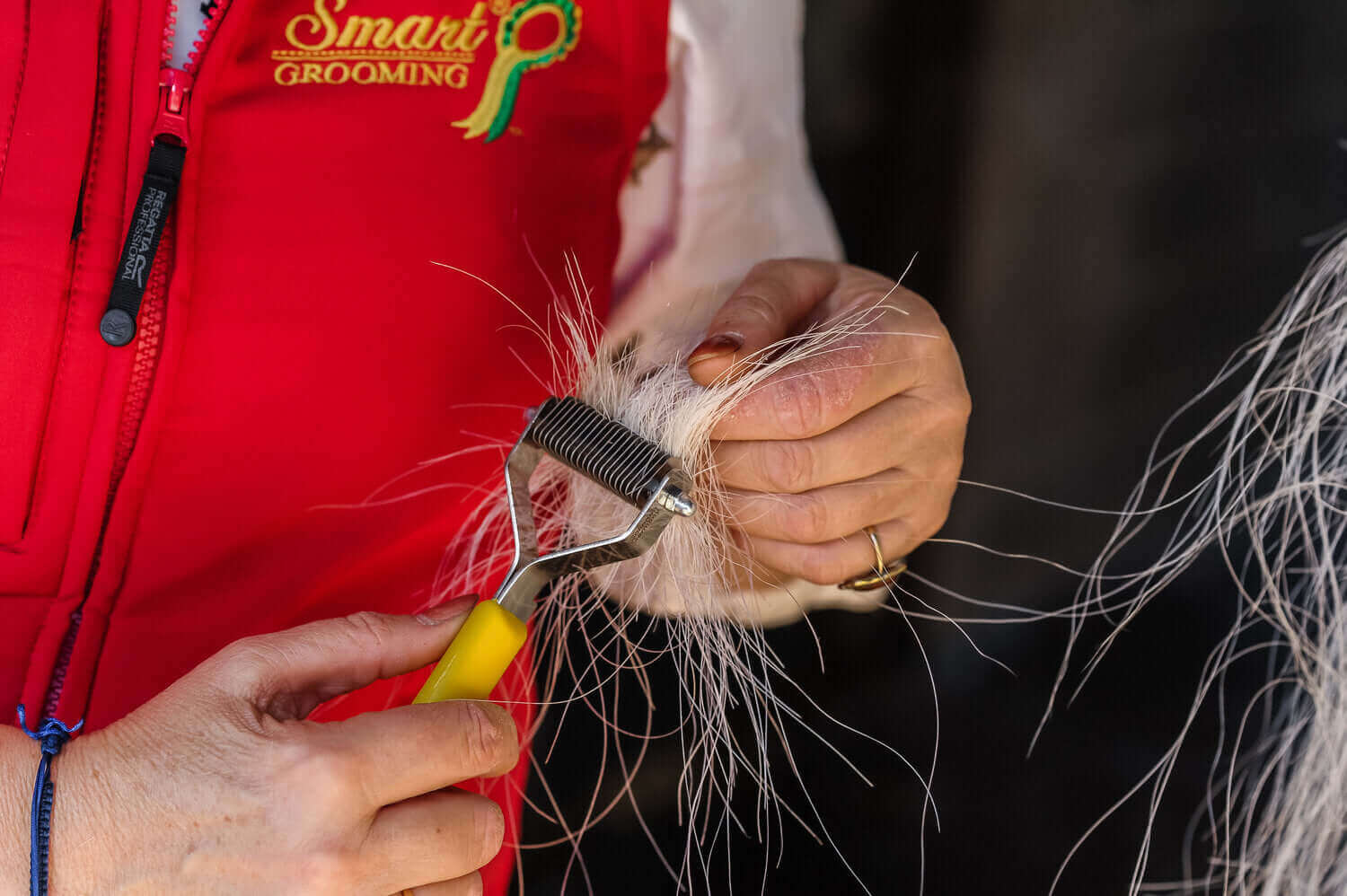 horse being groomed