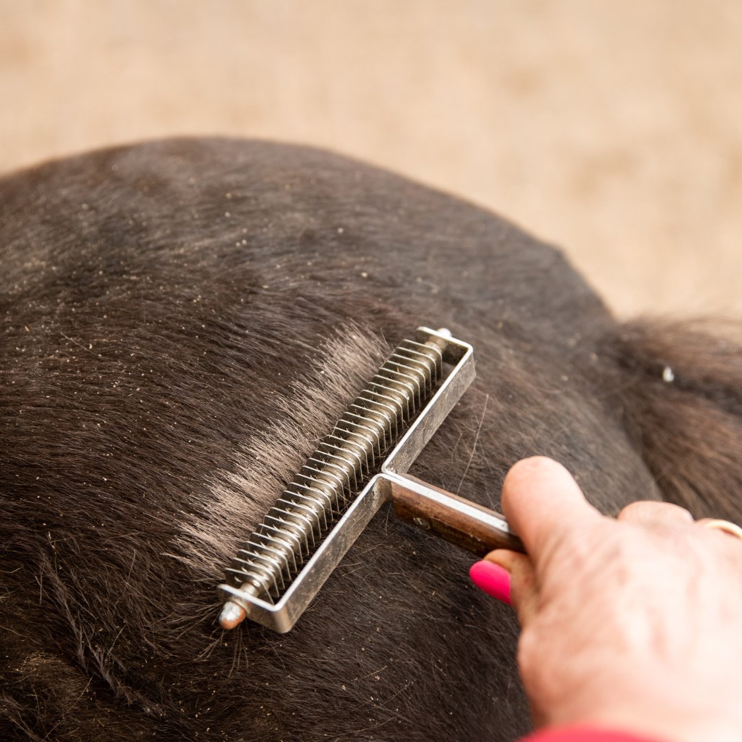 Shedding Tools for Horses