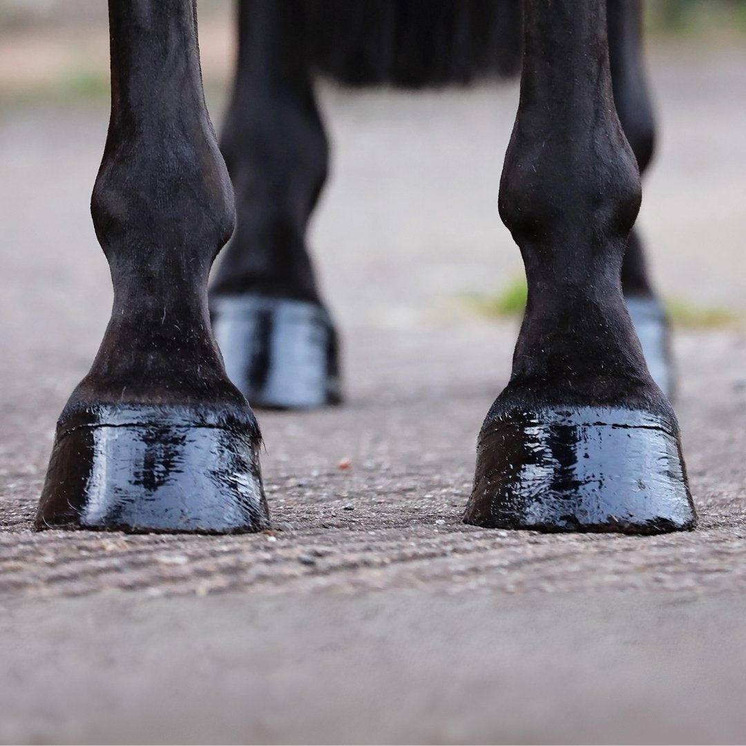 Hoof Care