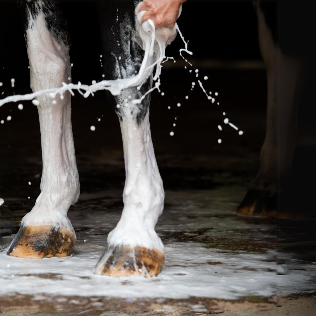 Horse Shampoos and Washes