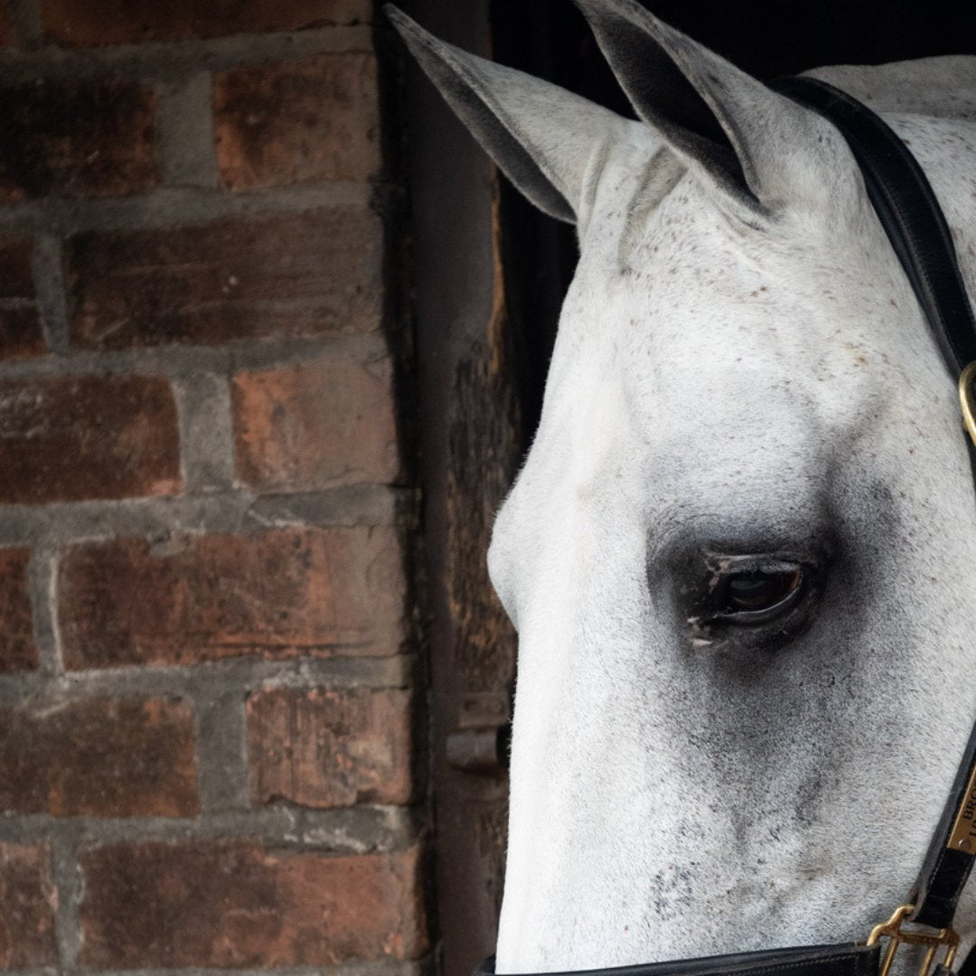 Whitening for Horses