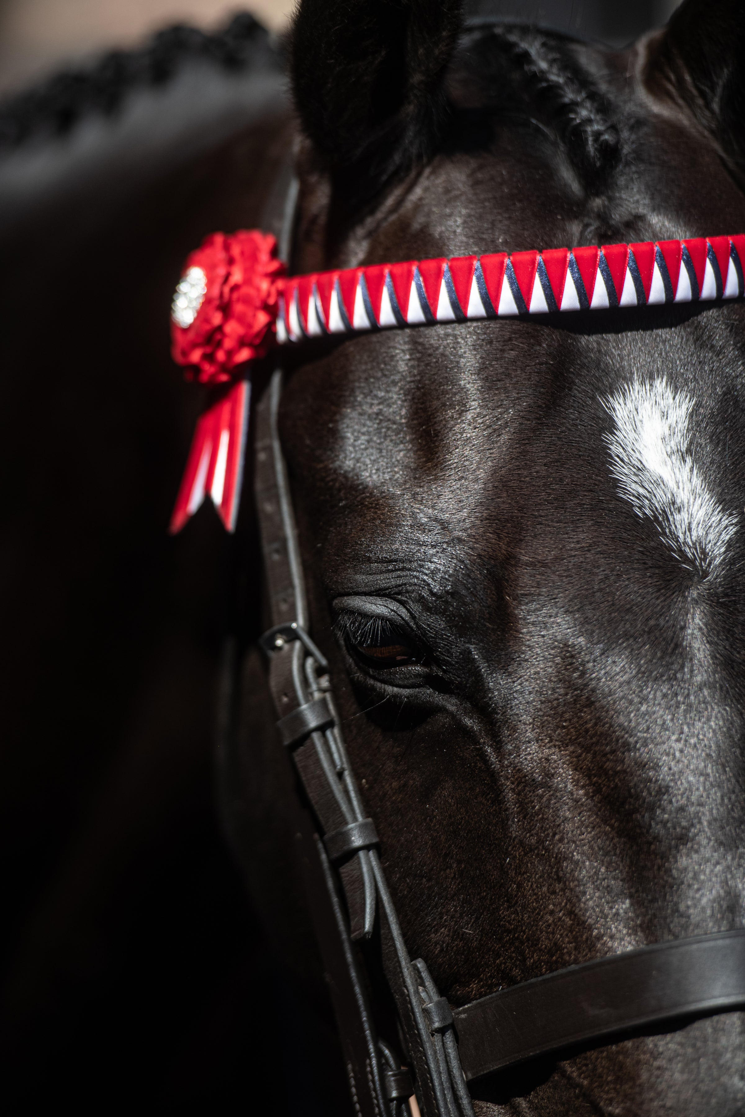 A photo of the head of a well groomed horse that is plaited and wearing a show bridle
