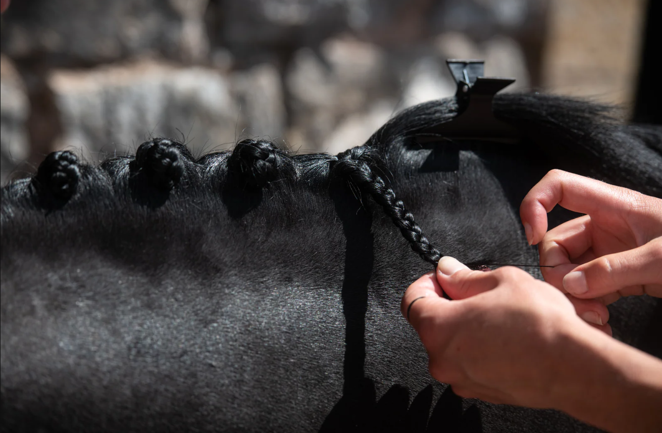A person plaiting a horse's mane ready for a show or competition