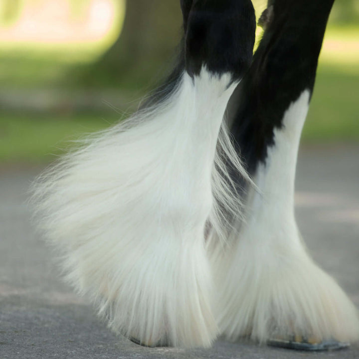 Farine de plumes