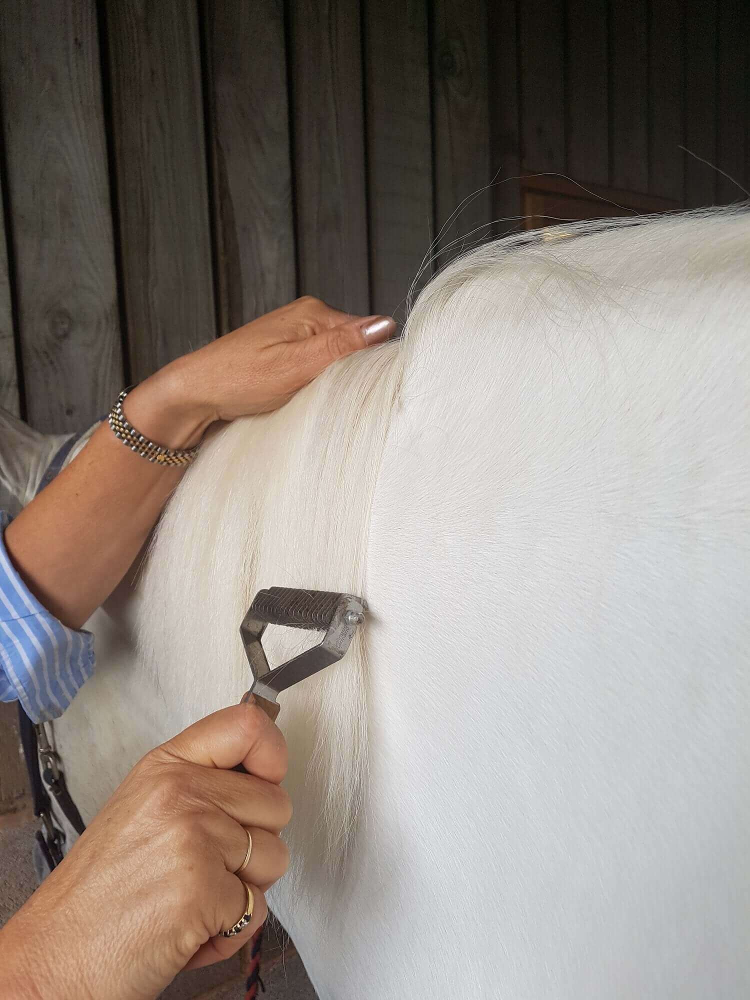 horse being groomed