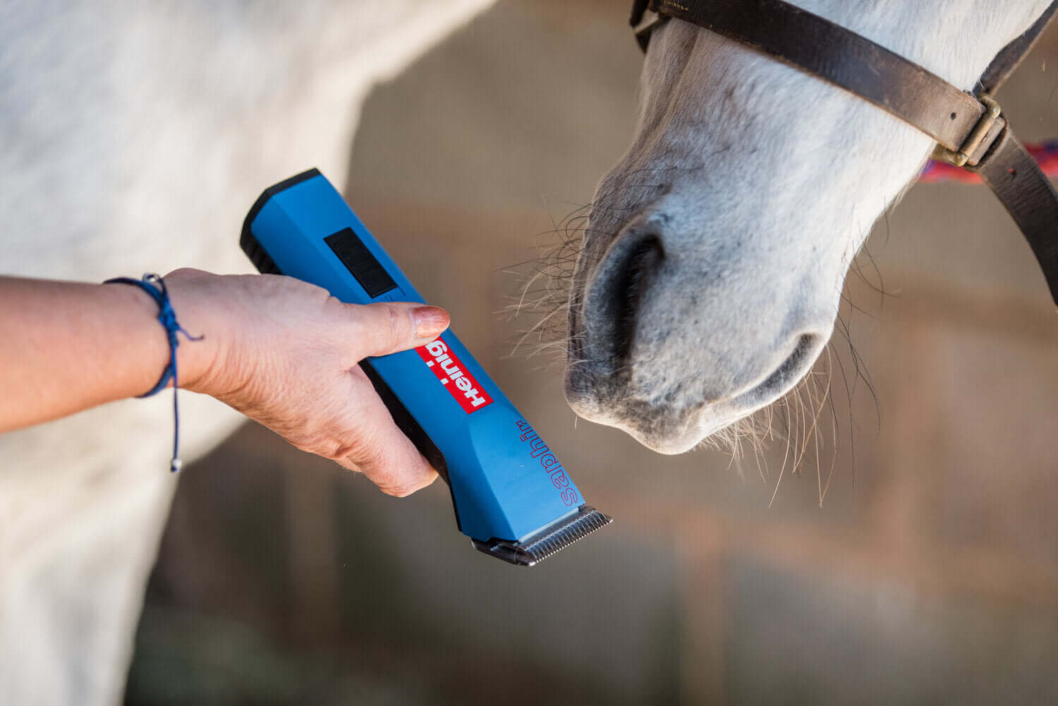 horse being groomed