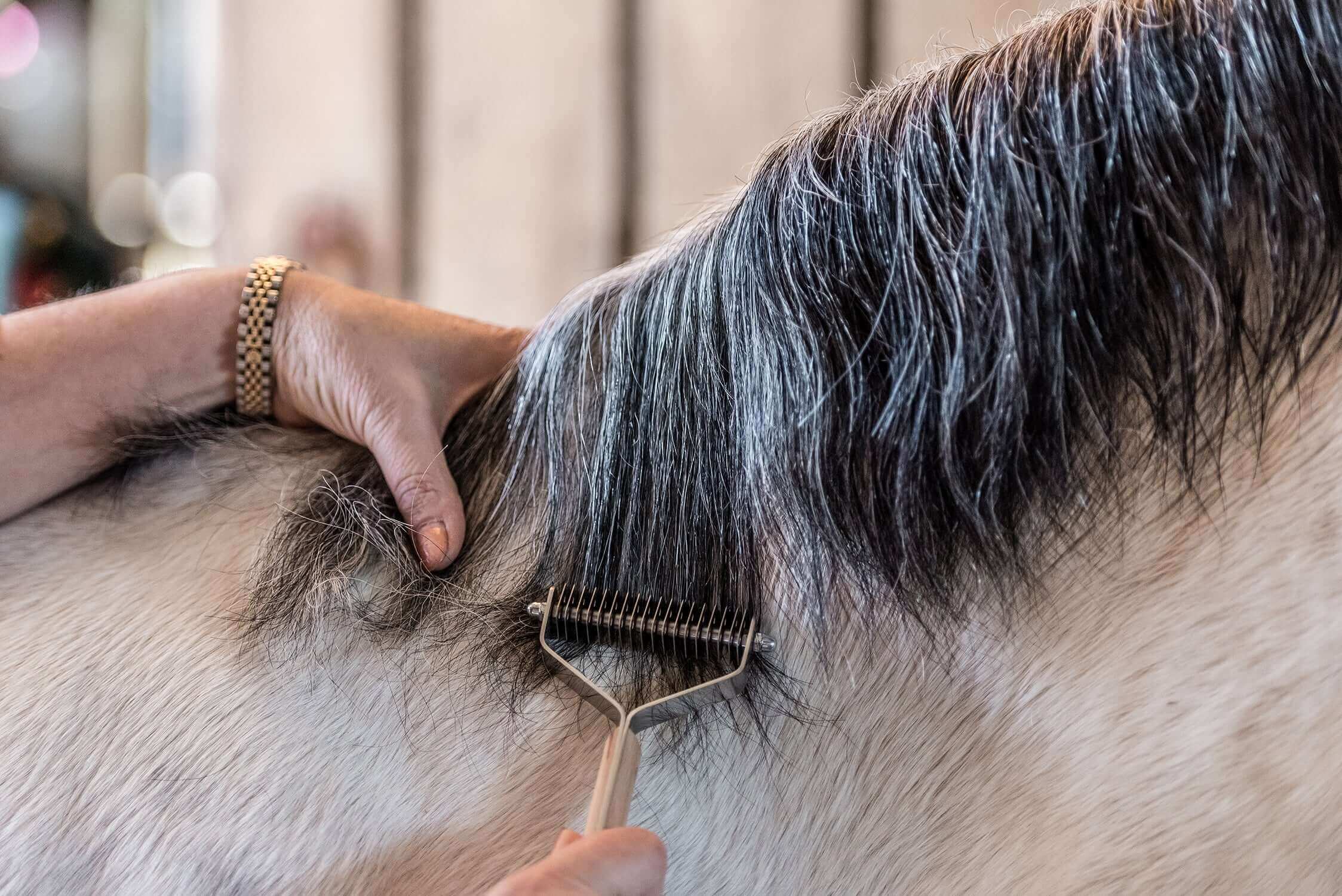 Mane being cut