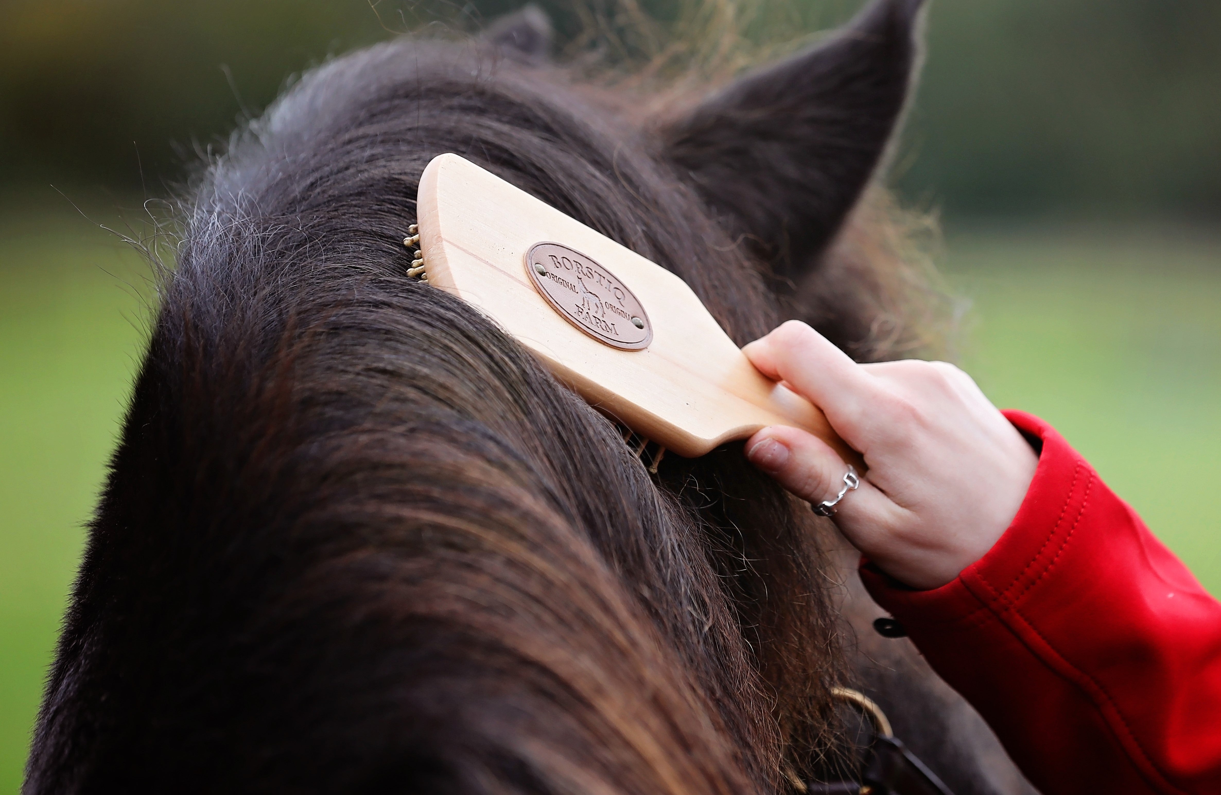 Winter Grooming and Tidying