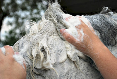 How to wash a mane and tail