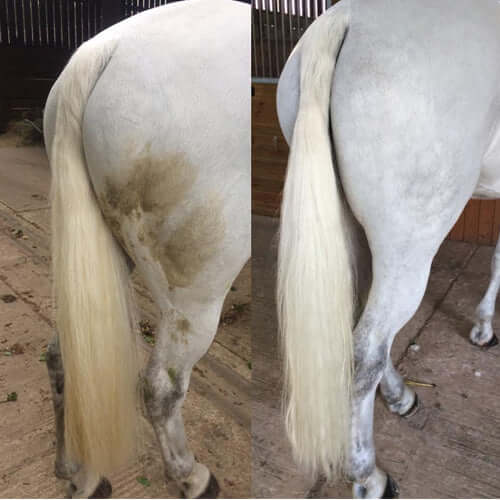 How to Wrap Your Horse's Tail Correctly - Young Rider