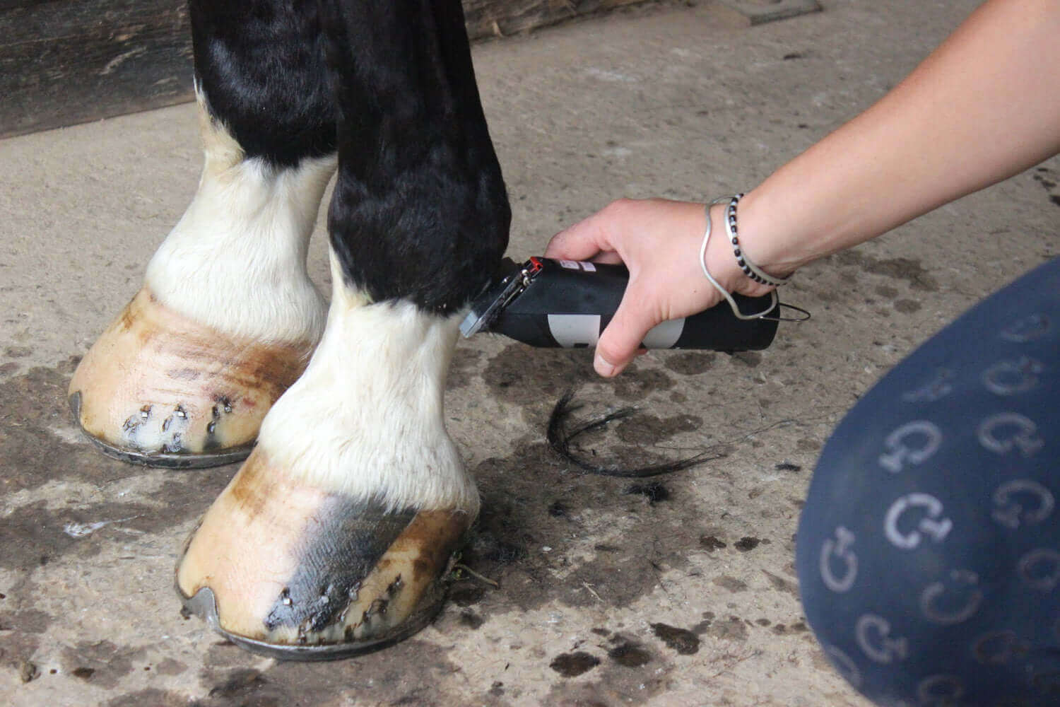 horse being groomed