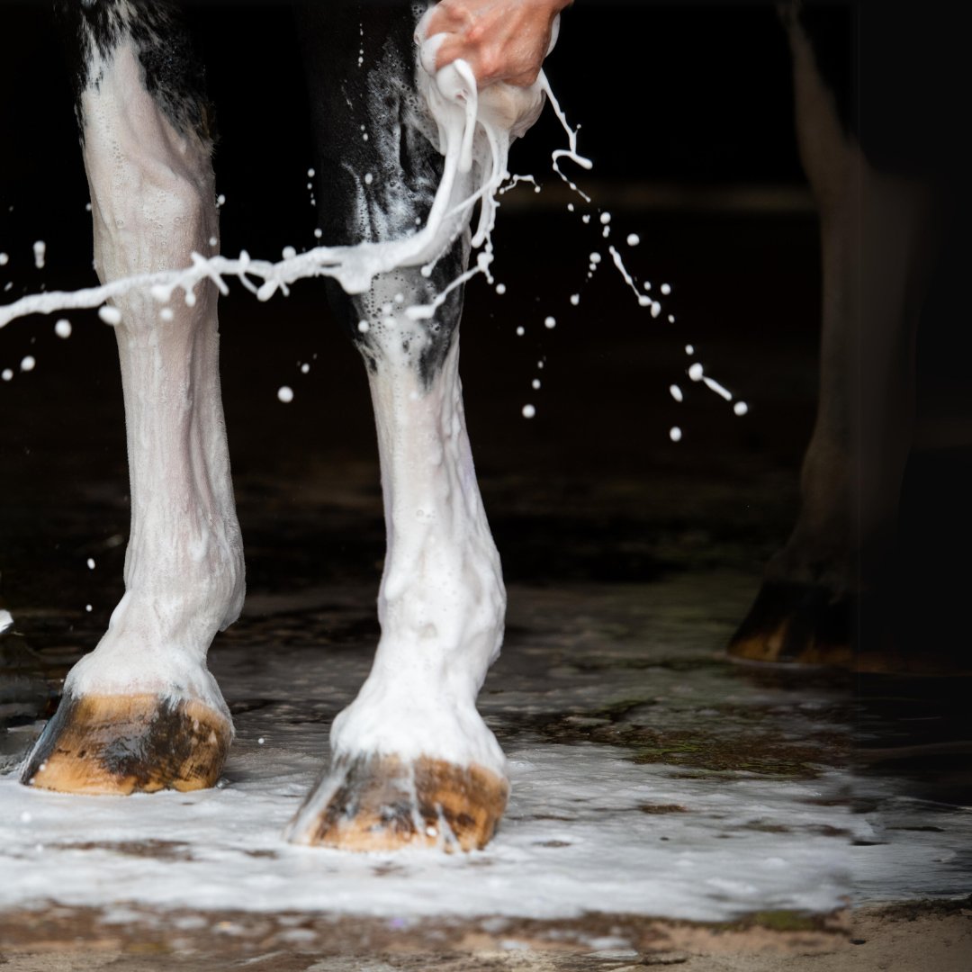 Horse Shampoos & Washes