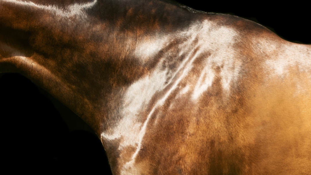 Mane, Tail & Coat Products for Horses