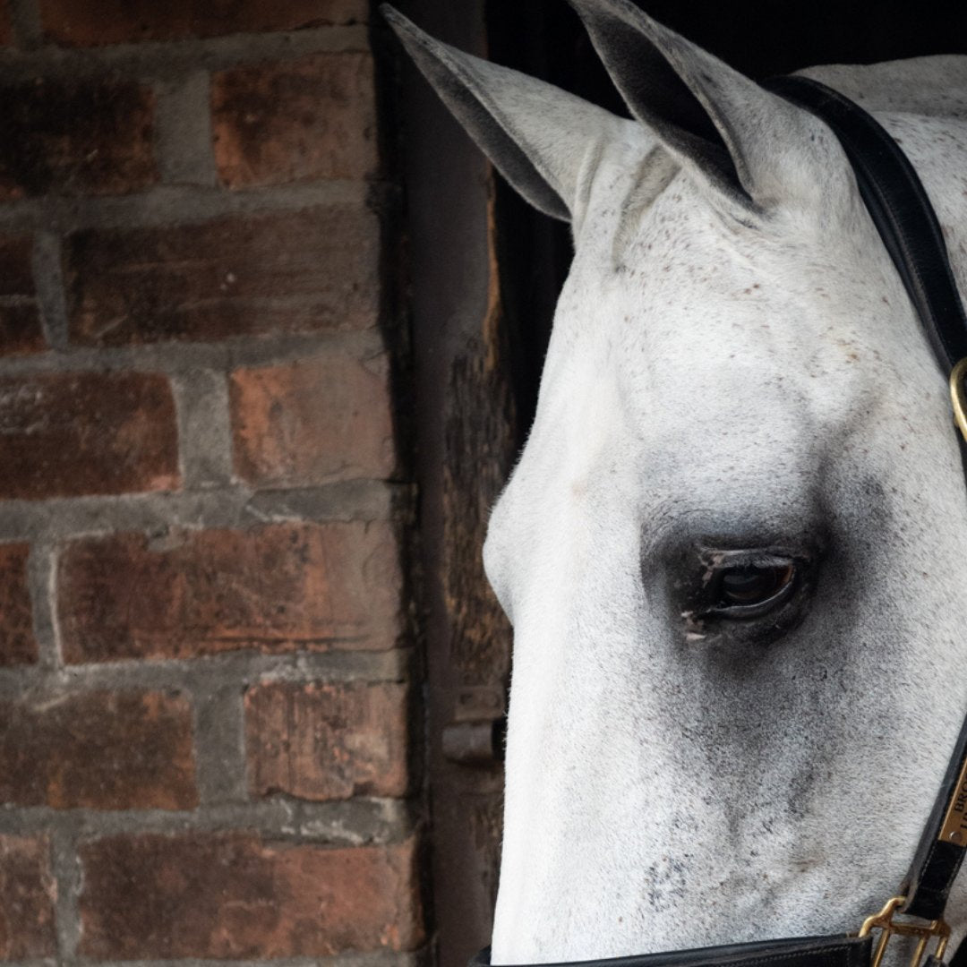 Whitening Products for Horses