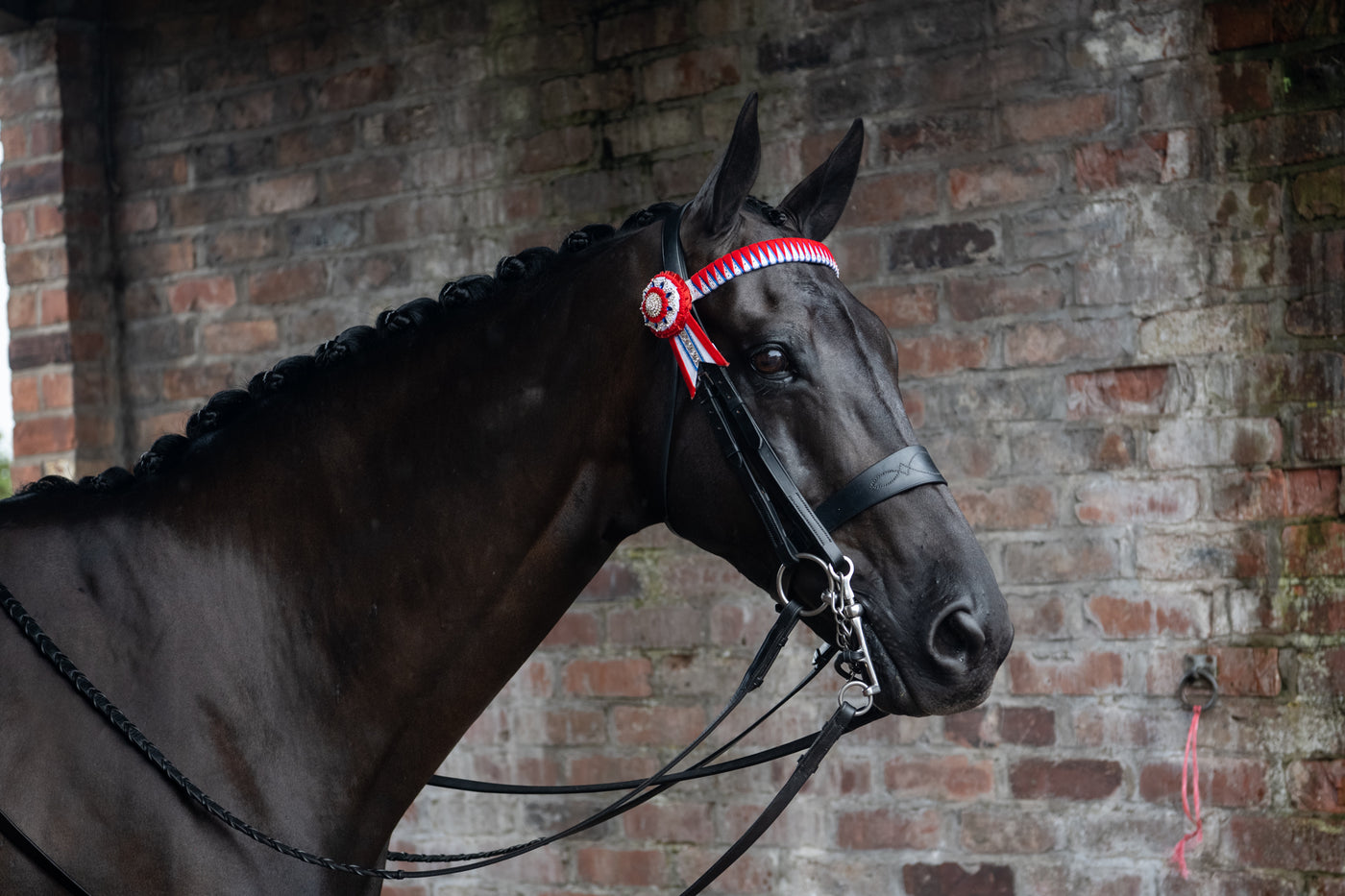 A perfectly groomed and plaited horse wearing a show bridle