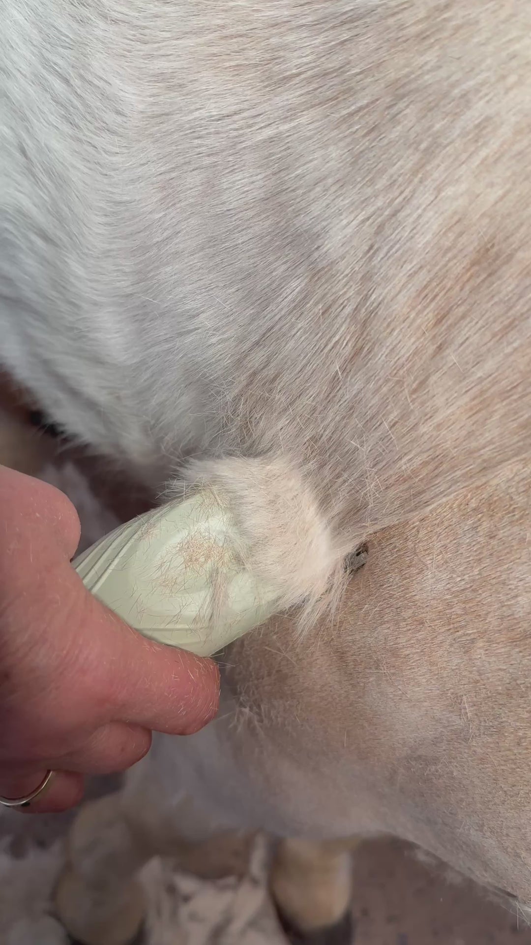 Wahl KMC+ Equine Clipper