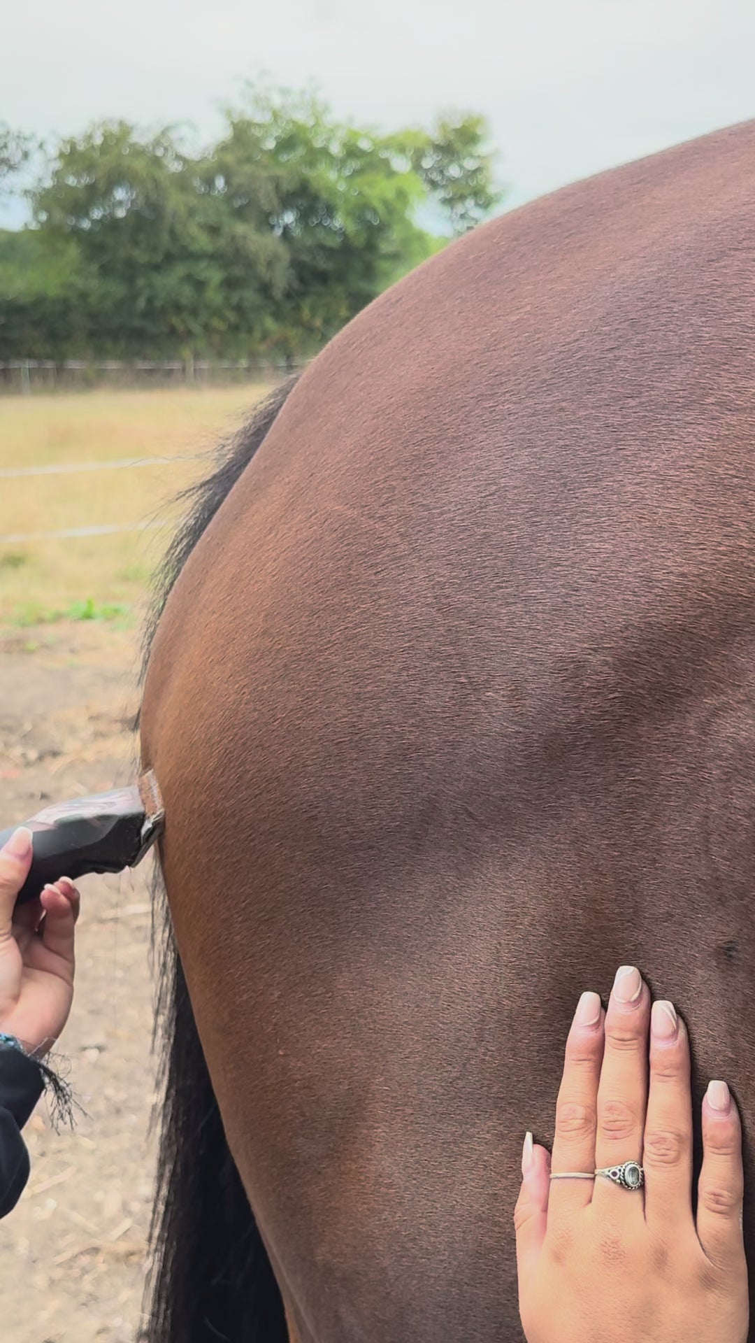 Heiniger Opal Horse