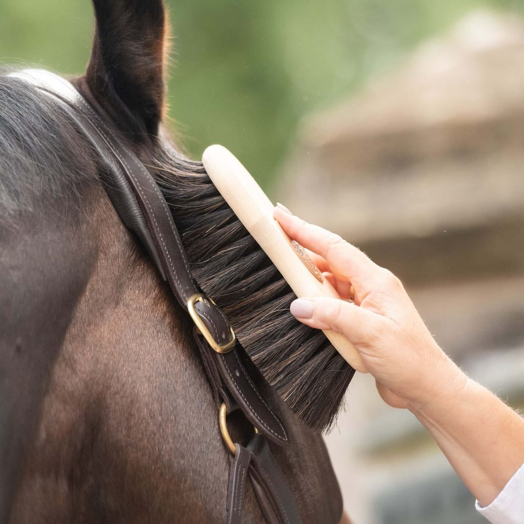 Brushing Horse No Tax