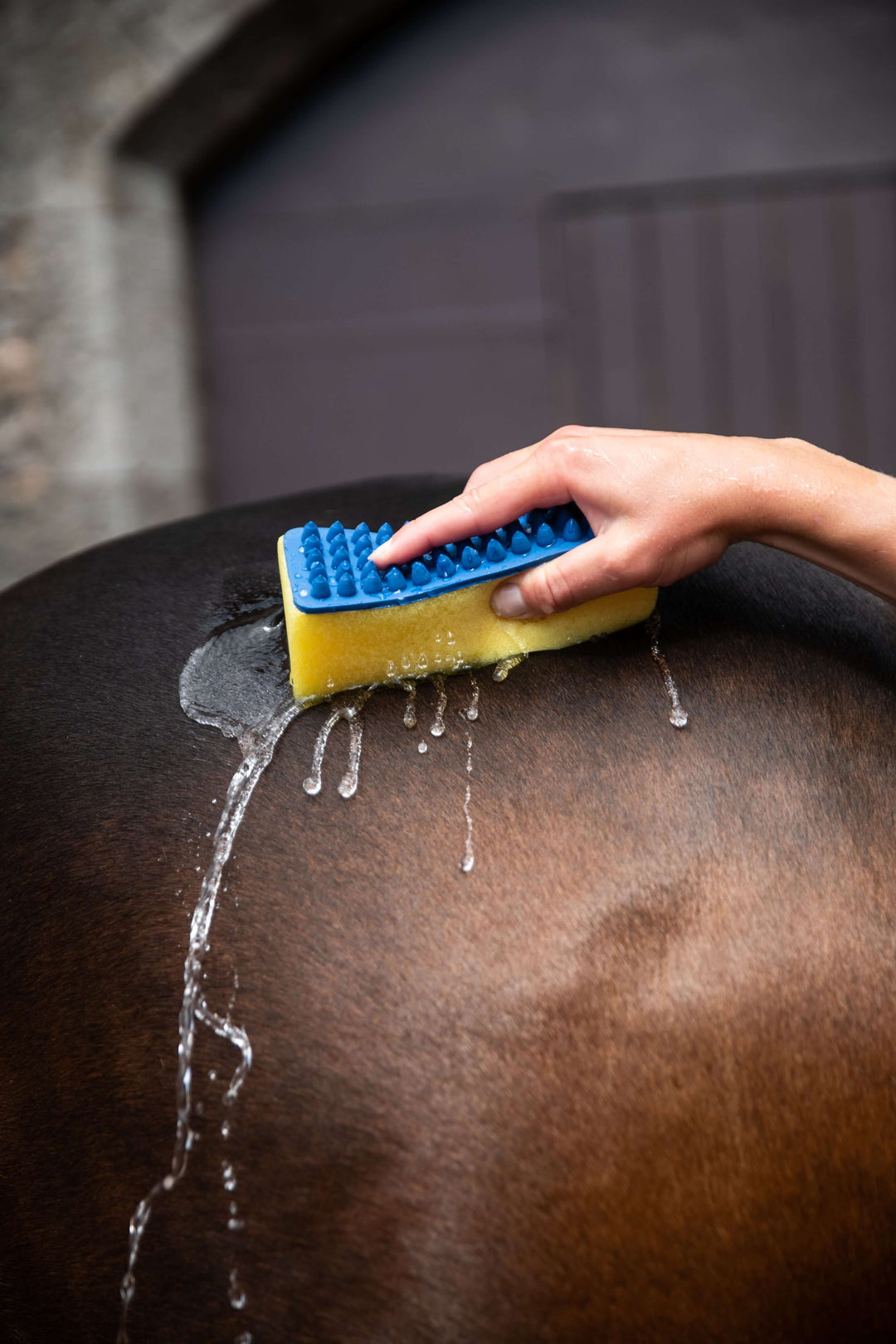 Massage Sponge