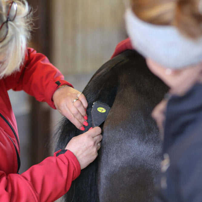 Rastrello Per Crini E Code Smart Tails – Lama Fine, Per Cavalli E Cani, Effetto Tirato Senza Dolore